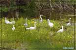 Aigrette garzette